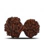 Natural 12 Mukhi (Twelve Mukhi) Gauri Shankar Rudraksha (Nepal) GJSPC Certified 31.56 M.M.