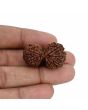 Natural 12 Mukhi (Twelve Mukhi) Gauri Shankar Rudraksha (Nepal) GJSPC Certified 31.56 M.M.