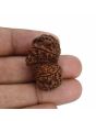 Natural 12 Mukhi (Twelve Mukhi) Gauri Shankar Rudraksha (Nepal) GJSPC Certified 31.56 M.M.