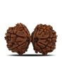 Natural 12 Mukhi (Twelve Mukhi) Gauri Shankar Rudraksha (Nepal) GJSPC Certified 31.13 M.M.