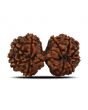 Natural 12 Mukhi (Twelve Mukhi) Gauri Shankar Rudraksha (Nepal) GJSPC Certified 31.13 M.M.
