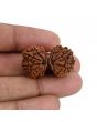 Natural 12 Mukhi (Twelve Mukhi) Gauri Shankar Rudraksha (Nepal) GJSPC Certified 31.13 M.M.