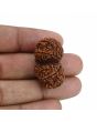 Natural 12 Mukhi (Twelve Mukhi) Gauri Shankar Rudraksha (Nepal) GJSPC Certified 31.13 M.M.