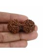 Natural 9 Mukhi (Nine Mukhi) Gauri Shankar Rudraksha (Nepal) GJSPC Certified 40.55 M.M.