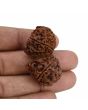 Natural 9 Mukhi (Nine Mukhi) Gauri Shankar Rudraksha (Nepal) GJSPC Certified 40.55 M.M.