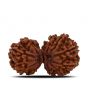 Natural 10 Mukhi (Ten Mukhi) Gauri Shankar Rudraksha (Nepal) GJSPC Certified 37.2 M.M.