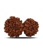 Natural 10 Mukhi (Ten Mukhi) Gauri Shankar Rudraksha (Nepal) GJSPC Certified 37.2 M.M.