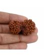Natural 10 Mukhi (Ten Mukhi) Gauri Shankar Rudraksha (Nepal) GJSPC Certified 37.2 M.M.