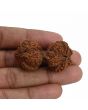 Natural 9 Mukhi (Nine Mukhi) Gauri Shankar Rudraksha (Nepal) GJSPC Certified 44.06 M.M.