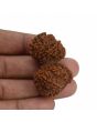 Natural 9 Mukhi (Nine Mukhi) Gauri Shankar Rudraksha (Nepal) GJSPC Certified 44.06 M.M.
