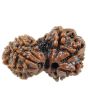 Gauri Shankar Rudraksha Nepal With Freebie 5 Mukhi Rudraksha Mala