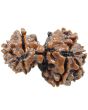 Gauri Shankar Rudraksha Nepal With Freebie 5 Mukhi Rudraksha Mala