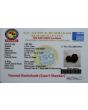 Gauri Shankar Rudraksha Nepal With Freebie 5 Mukhi Rudraksha Mala