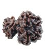 Gauri Shankar Rudraksha Nepal With Freebie 5 Mukhi Rudraksha Mala