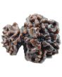Gauri Shankar Rudraksha Nepal With Freebie 5 Mukhi Rudraksha Mala
