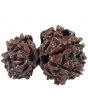 Gauri Shankar Rudraksha (Nepal) With Freebie 5 Mukhi Rudraksha Mala