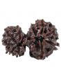 Gauri Shankar Rudraksha (Nepal) With Freebie 5 Mukhi Rudraksha Mala