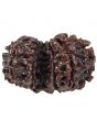 Gauri Shankar Rudraksha (Nepal) With Freebie 5 Mukhi Rudraksha Mala