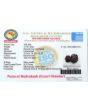 Gauri Shankar Rudraksha (Nepal) With Freebie 5 Mukhi Rudraksha Mala
