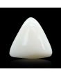 Japani White Coral 9.41 Carat 