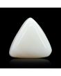 Japani White Coral 6.66 Carat