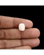 Japani White Coral 5.77 Carat 