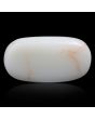 Japani White Coral 11.43 Carat 