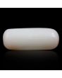Japani White Coral 8.54 Carat 