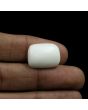 Japani White Coral 16.82 Carat 
