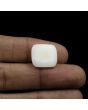 Japani White Coral 12.98 Carat 