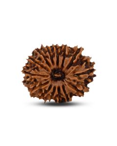 14 Mukhi Rudraksha (Nepal) 25.50 MM
