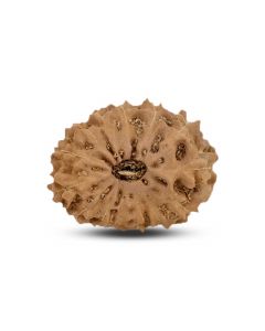 14 Mukhi Rudraksha (Indonesia) 19.2 M.M.