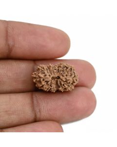 14 Mukhi Rudraksha (Indonesia) 19.8 M.M.