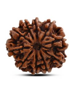 10 Mukhi Rudraksha (Nepal) 23.44 M.M.