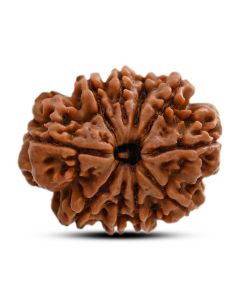 10 Mukhi Rudraksha (Nepal) 27.18 M.M.