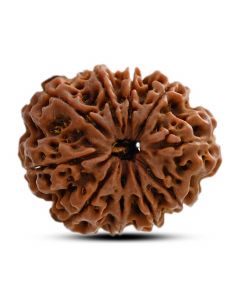 10 Mukhi Rudraksha (Nepal) 25.55 M.M.