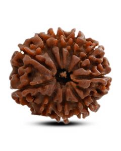 10 Mukhi Rudraksha (Nepal) 23.60 M.M.