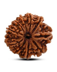 10 Mukhi Rudraksha (Nepal) 24.36 M.M.