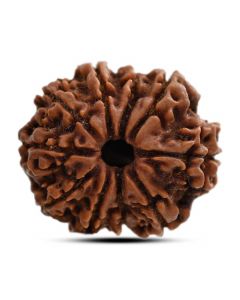 10 Mukhi Rudraksha (Nepal) 25.21 M.M.