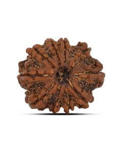 10 Mukhi Rudraksha (Nepal) 22.94 MM