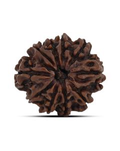 10 Mukhi Rudraksha (Nepal) 23.64 MM