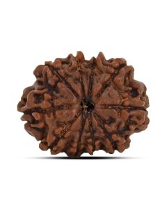 10 Mukhi Rudraksha (Nepal) 22.06 MM