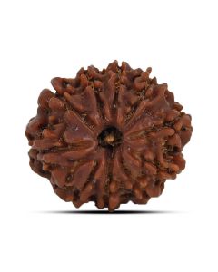 10 Mukhi Rudraksha (Nepal) 23.73 MM