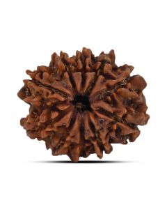 10 Mukhi Rudraksha (Nepal) 22.42 MM