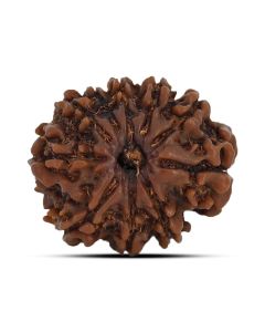 10 Mukhi Rudraksha (Nepal) 21.76 MM