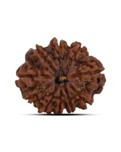 10 Mukhi Rudraksha (Nepal) 22.15 MM