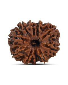 10 Mukhi Rudraksha (Nepal) 25.13 MM