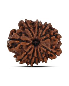 10 Mukhi Rudraksha (Nepal) 23.17 MM