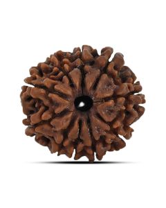 10 Mukhi Rudraksha (Nepal) 22.03 MM