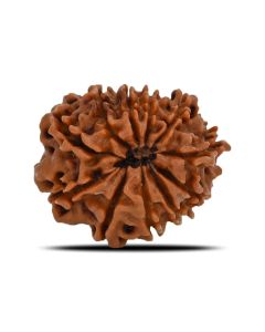 11 Mukhi Rudraksha (Nepal) 22.91 MM
